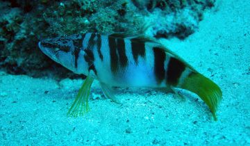 Serranus_scriba