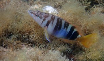 Serranus_scriba