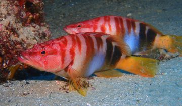 Serranus_scriba