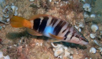 Serranus_scriba