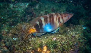 Serranus_scriba