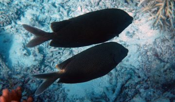 Siganus_stellatus