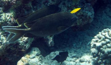Siganus_stellatus