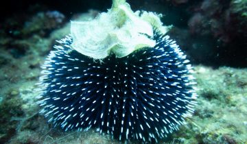 Sphaerechinus_granularis