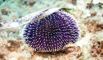 Sphaerechinus_granularis