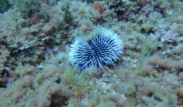 Sphaerechinus_granularis