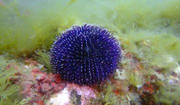 Sphaerechinus_granularis