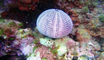 Sphaerechinus_granularis
