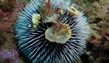 Sphaerechinus_granularis