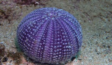 Sphaerechinus_granularis