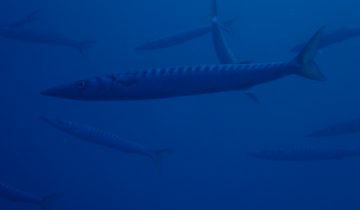 Sphyraena_sphyraena