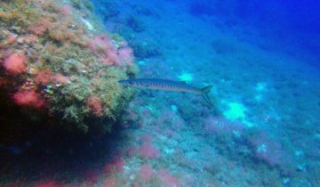 Sphyraena_viridensis