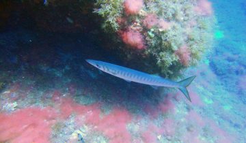 Sphyraena_viridensis