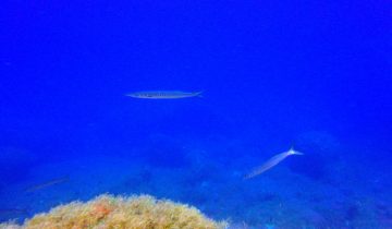 Sphyraena_viridensis