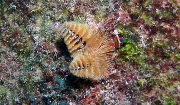 Spirobranchus_giganteus