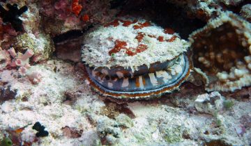 Spondylus_varius