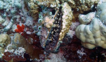 Spondylus_varius