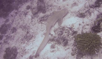 Stegostoma_fasciatum