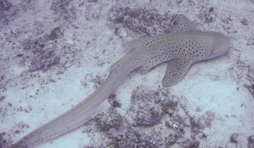 Stegostoma_fasciatum