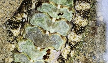 Stenoplax_conspicua Stenoplax_conspicua