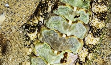 Stenoplax_conspicua Stenoplax_conspicua