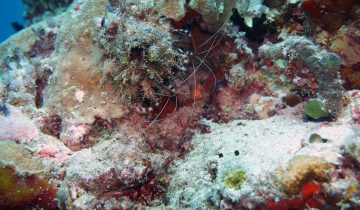 Stenopus_hispidus