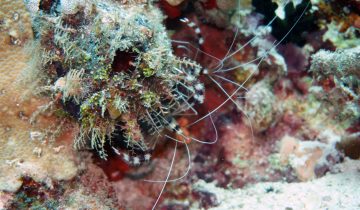 Stenopus_hispidus