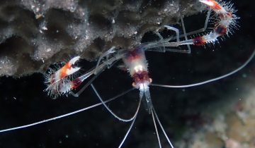 Stenopus_hispidus