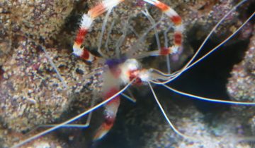 Stenopus_hispidus