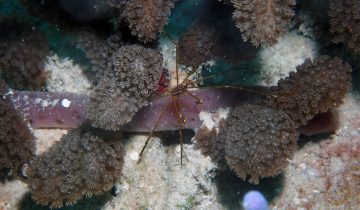 Stenorhynchus_seticornis