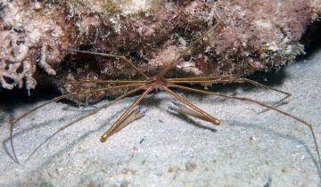 Stenorhynchus_seticornis