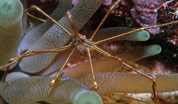 Stenorhynchus_seticornis