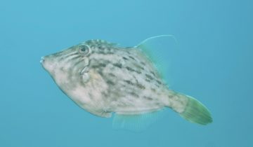 Stephanolepis_hispida