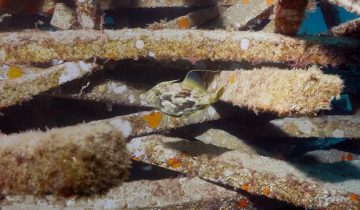 Stephanolepis_hispida