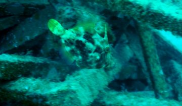 Stephanolepis_hispida