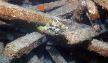 Stephanolepis_hispida