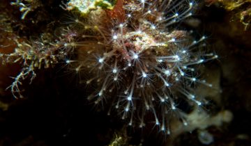 Stylactis_inermis