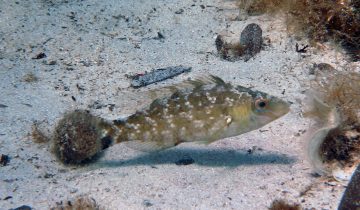 Symphodus_cinereus