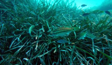 Symphodus_ocellatus