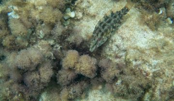 Symphodus_roissali