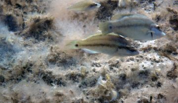 Symphodus_tinca