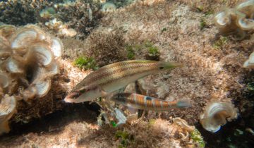 Symphodus_tinca