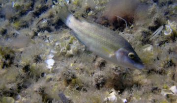 Symphodus_tinca