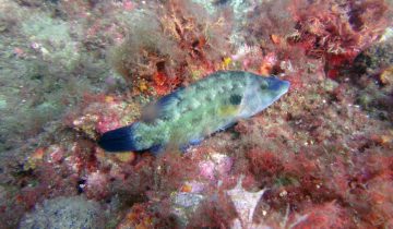 Symphodus_tinca
