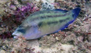Symphodus_tinca