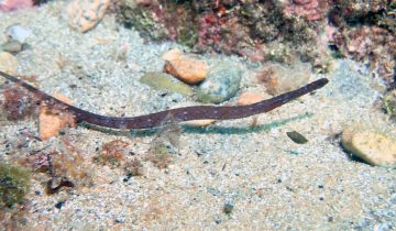 Syngnathus_typhle