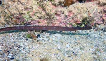 Syngnathus_typhle
