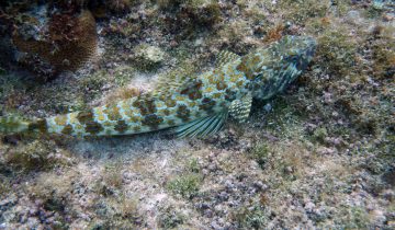 Synodus_intermedius