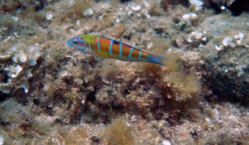 Thalassoma_pavo