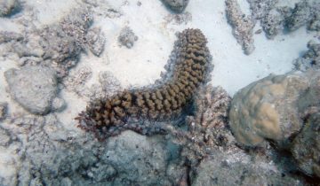 Thelenota_ananas